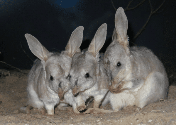 Three bilbies gathered at night.